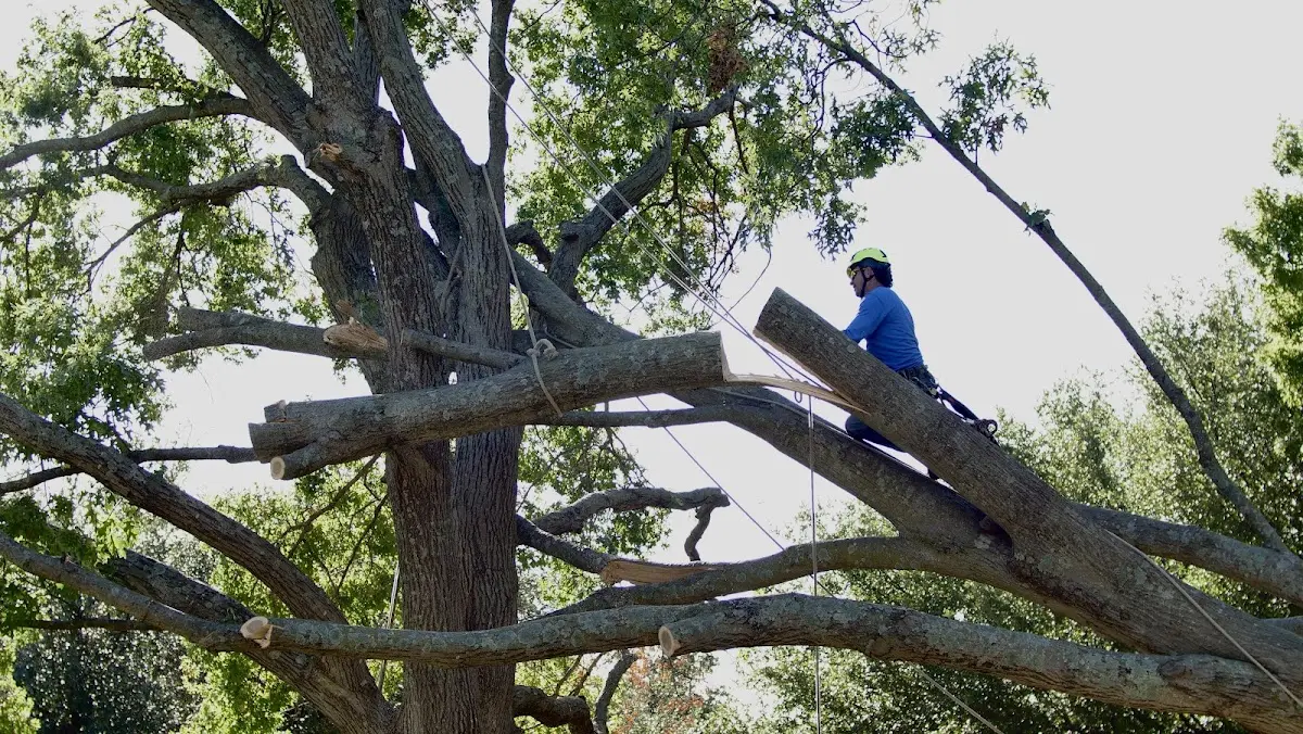 Professional Crown Thinning performed by certified arborists in Pennsylvania Furnace