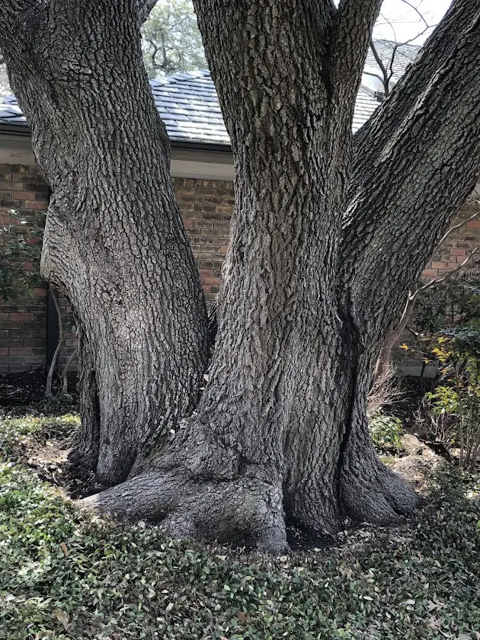 Mature heritage tree close to a Pennsylvania Furnace property cared for by certified arborists